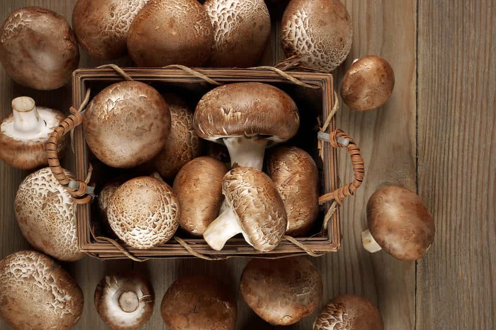 brown cremini mushrooms in pint