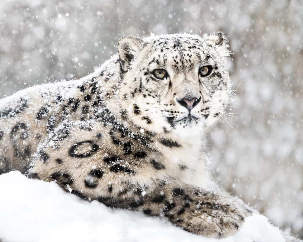 Snow Leopard Animal Facts | Panthera uncia - AZ Animals