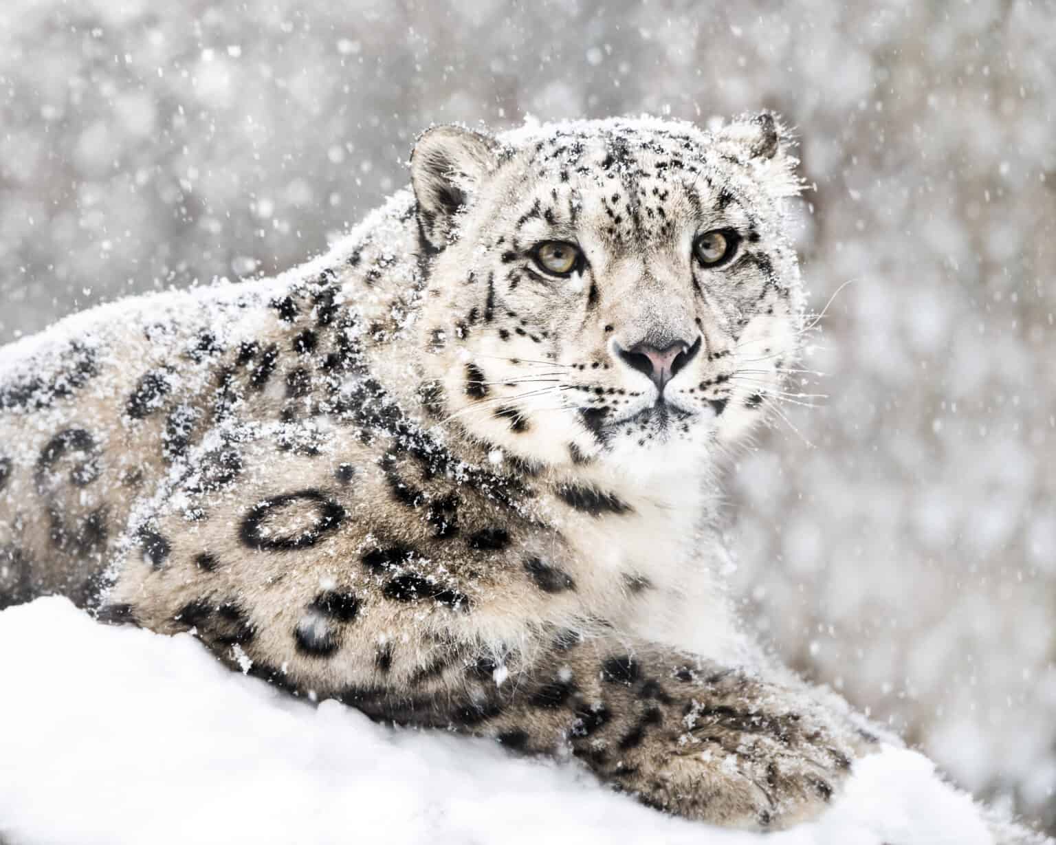 The Top Theories on Why Snow Leopards Bite Their Own Tails - A-Z Animals