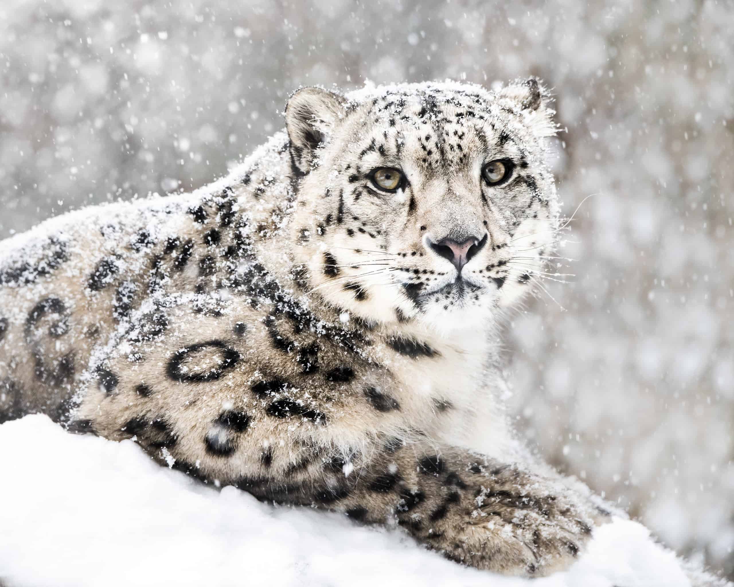 snow leopard