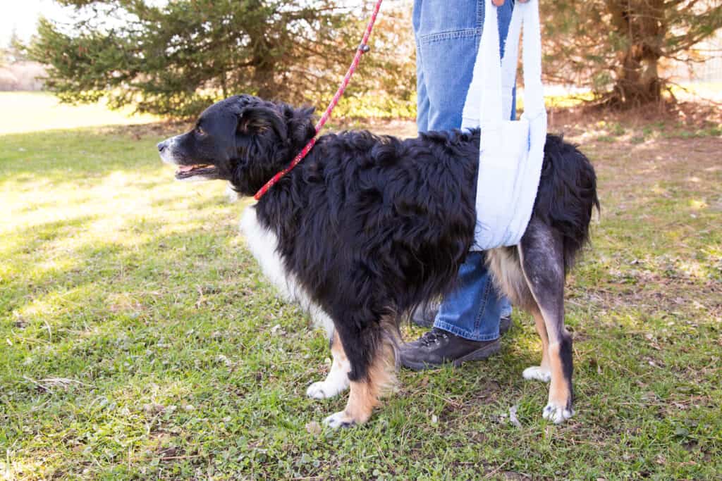 Dog recovering from TPLO surgery walking with sling support