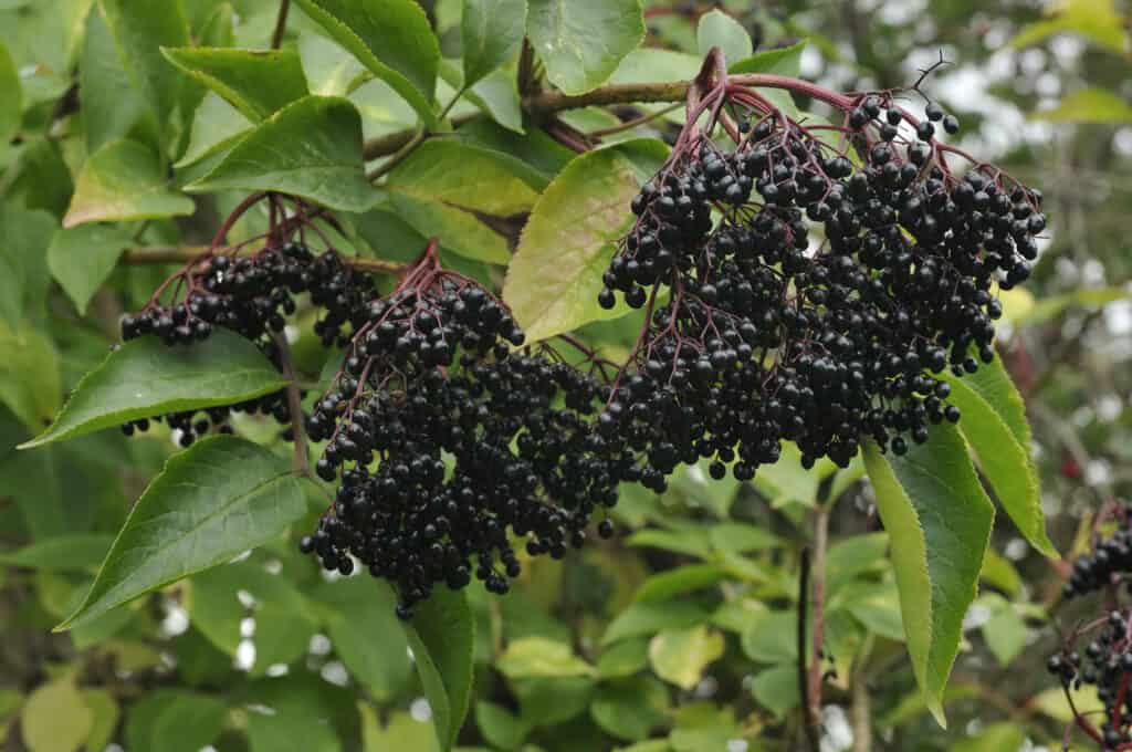 Black elderberry (Sambucus nigra) fruit
