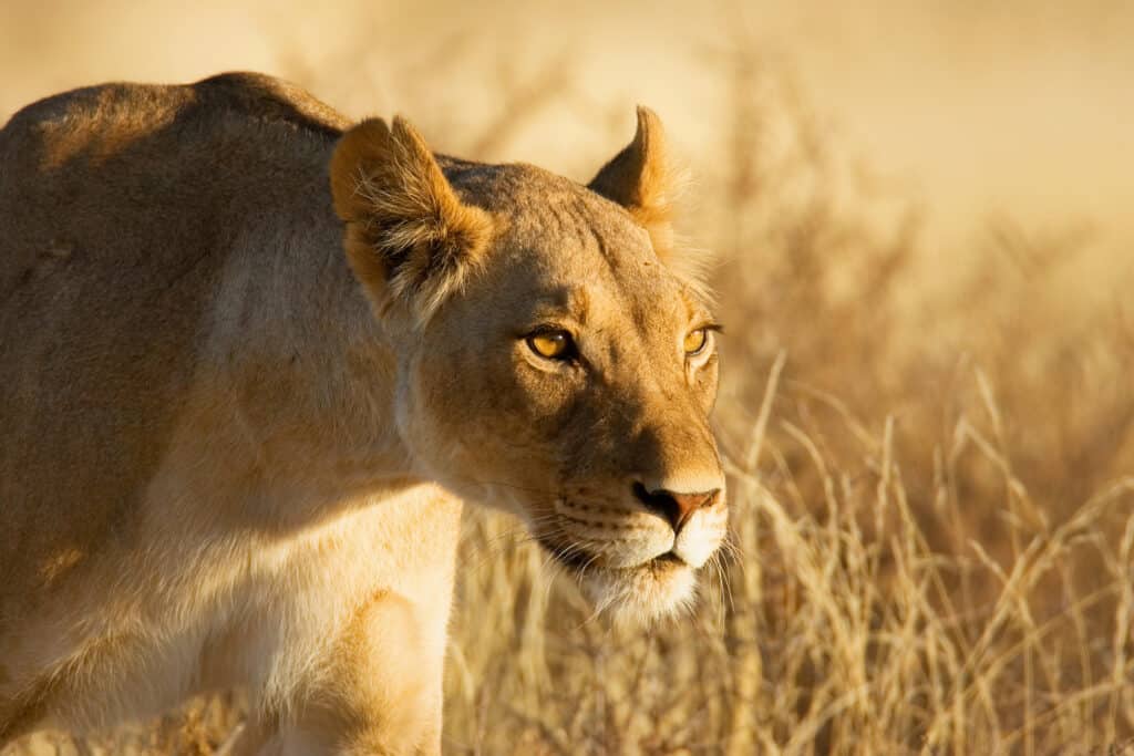 lioness or lioness in the kalahari desert