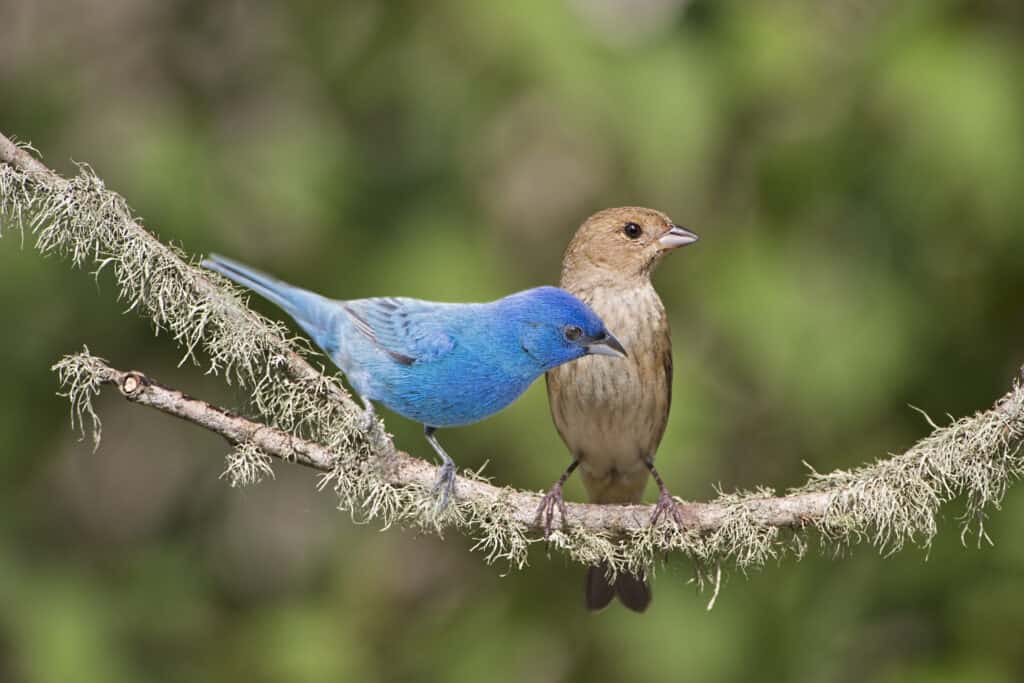 A pair of indigo buntings perching on a mossy branch. The very blue male is frame left, facing right. The brown, dull, female, is center frame, also look right. The background is out of focus greenery. 