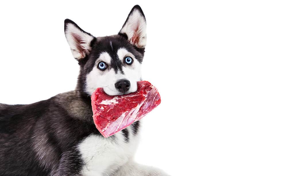 what happens if a dog eats raw steak