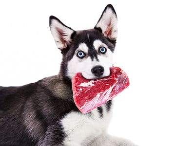 A Can Dogs Eat Raw Beef, Or Is It Dangerous?