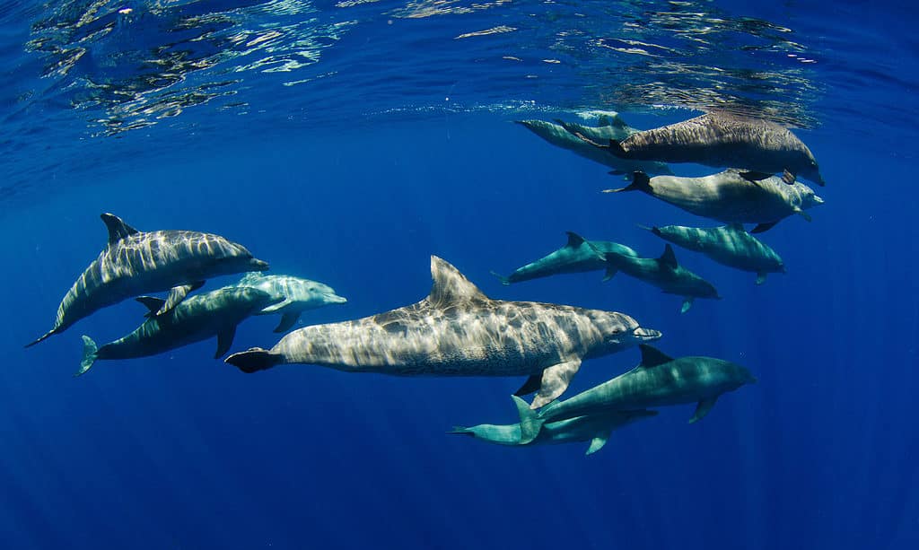 bottlenose dolphins