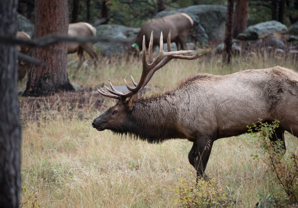 A large bull North American elk standing in an open meadow 