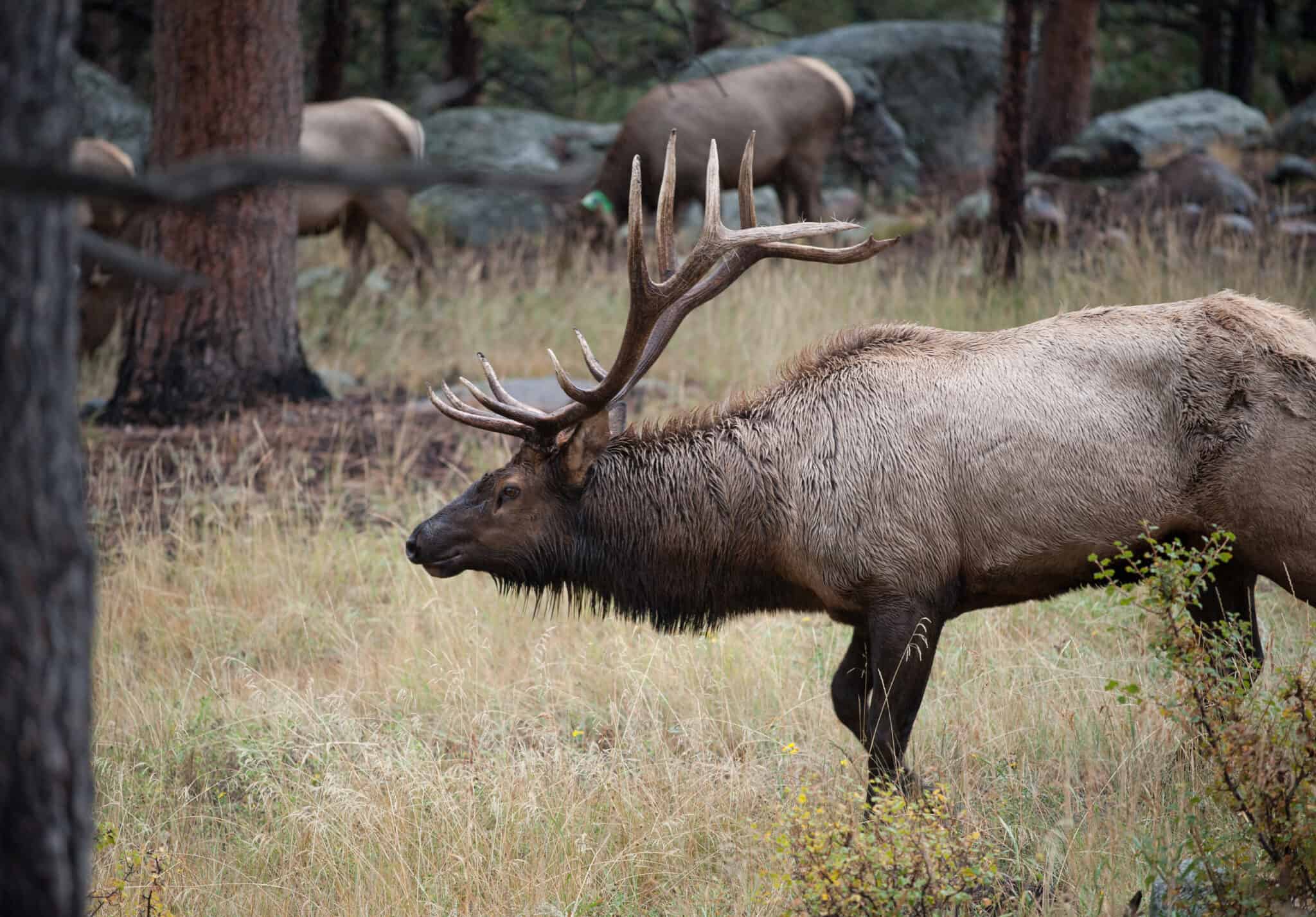 Discover the Largest Island in Washington State (And the Creatures That ...