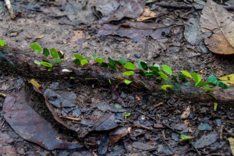 A parade of leafcutter ants in a jungle of National Park Madidi, Bolivia.