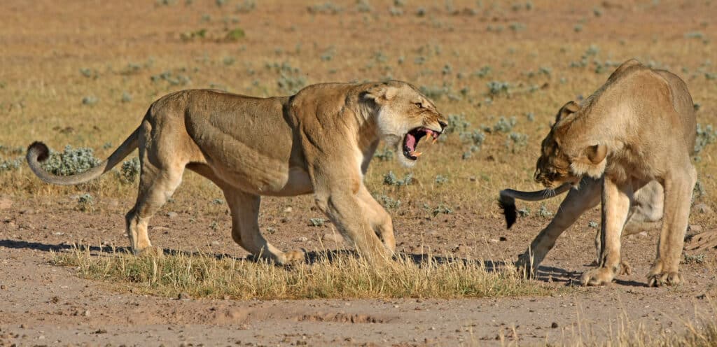 Female lion roars