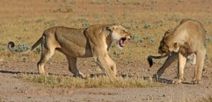 See a Brave Lioness Try To Stop a Stalking Male From Killing Her Cubs Picture