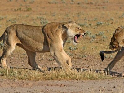 A See a Brave Lioness Try To Stop a Stalking Male From Killing Her Cubs