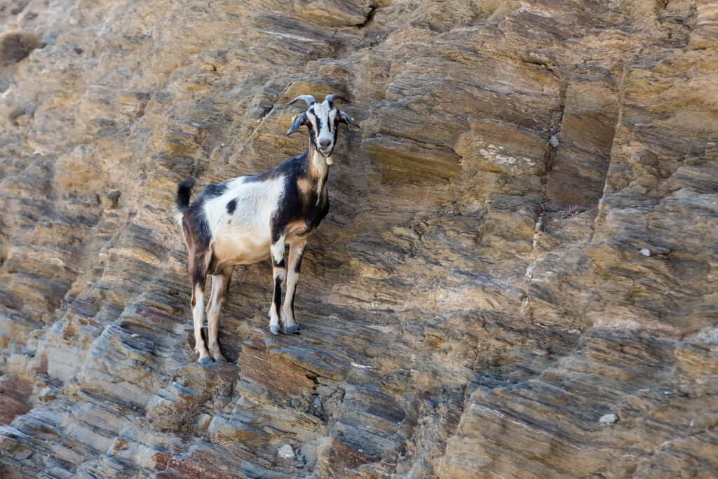 mountain goat