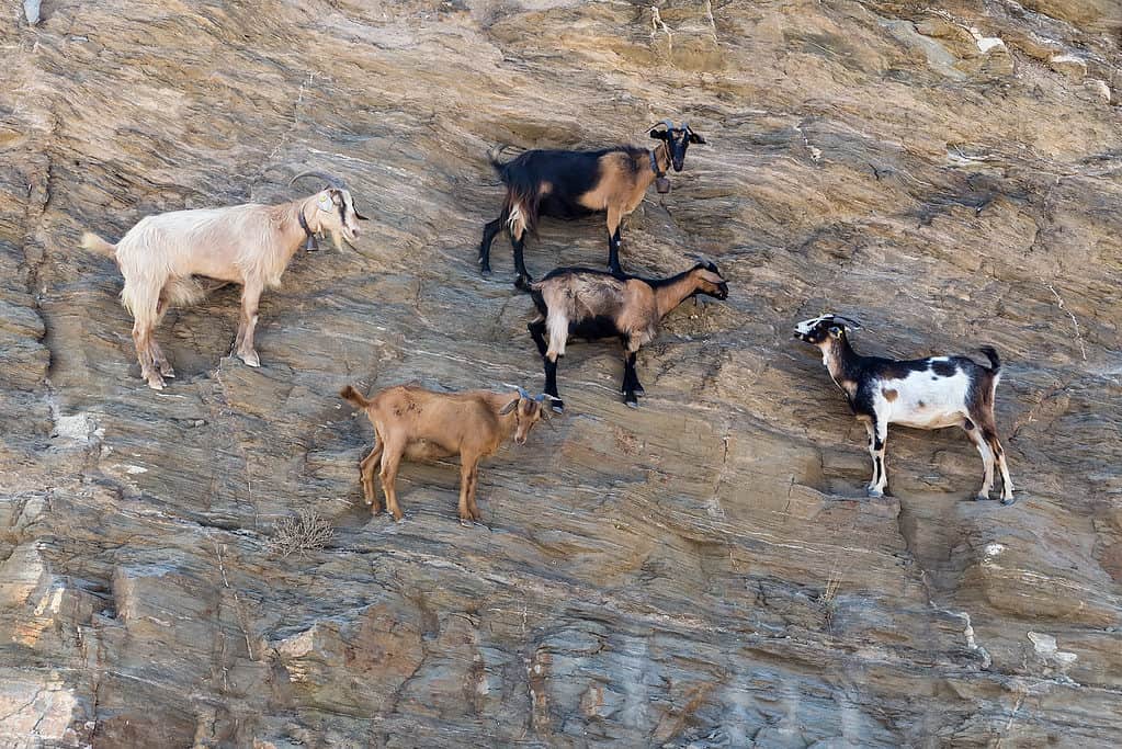 Mountain goats on cliff edge
