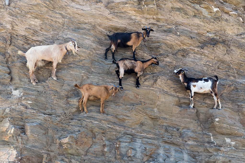 Goat Animal Facts - A-Z Animals