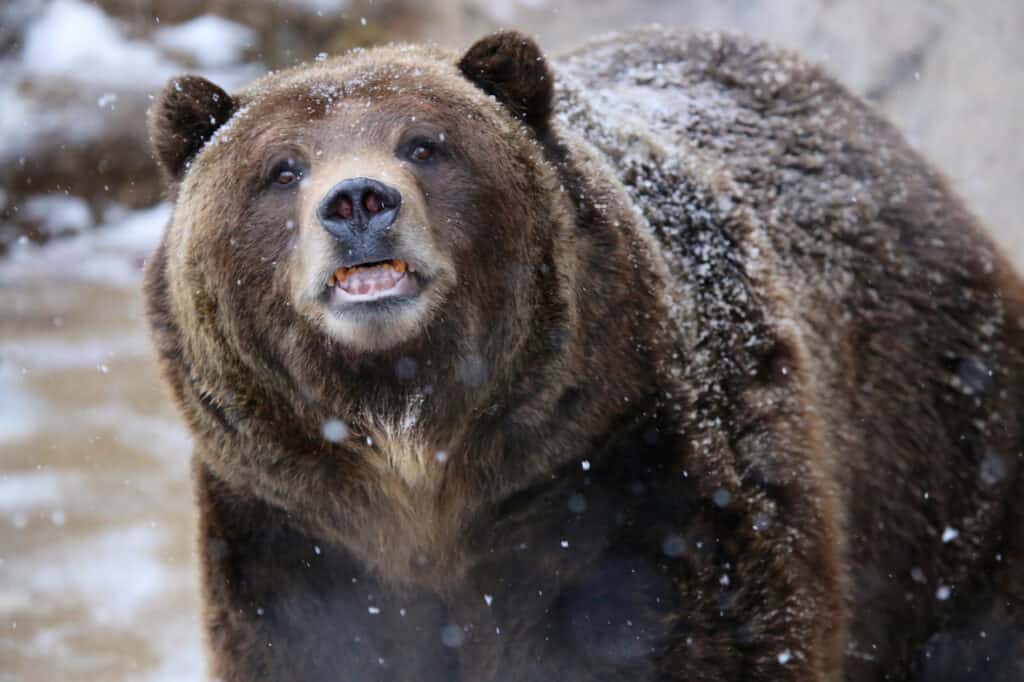 Grizzly Bear in Snow