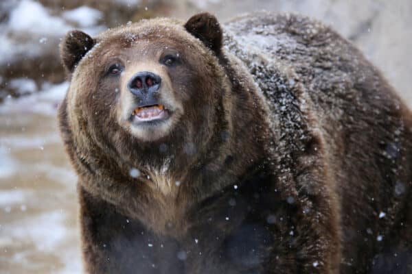 Grizzly Bear Close up with snow