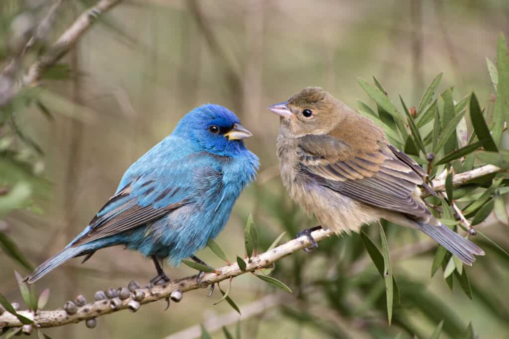 A brilliant blue male, left Fram, and a dull brown female, right frame, pair of indigo buntings, perched facing each other, on a leafless limb, in natural setting. Birds are a bit puffy, which would imply that he weather is cool or cold.