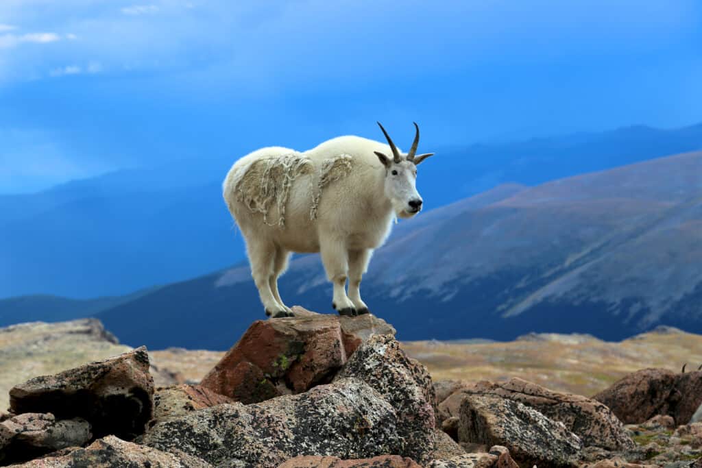 A wild mountain goat stands atop a rocky cliff, looking out over the landscape.