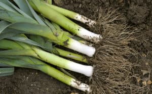 Spring Onion vs. Leek: Understanding the Differences Picture