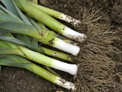 A Spring Onion vs. Leek: Understanding the Differences