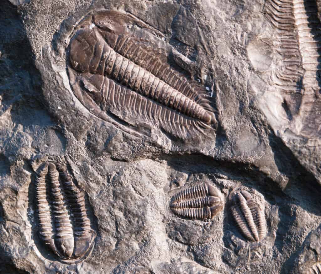 Prehistoric fossiled trilobites from Barrandien in Czech republic from the Cambrian Period