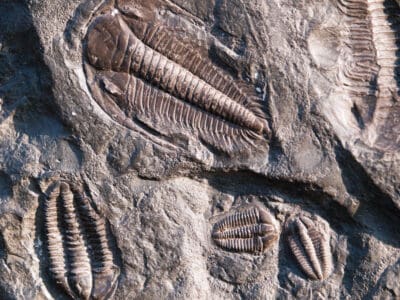 A Cambrian Period: Facts, Information, and Timeline