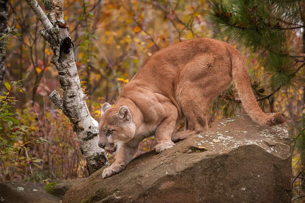 Mountain lion on a rock