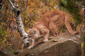 In Plot Twist, Cougars Are Now Hunting Gray Wolves in The United States photo