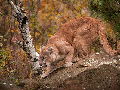A In Plot Twist, Cougars Are Now Hunting Gray Wolves in The United States