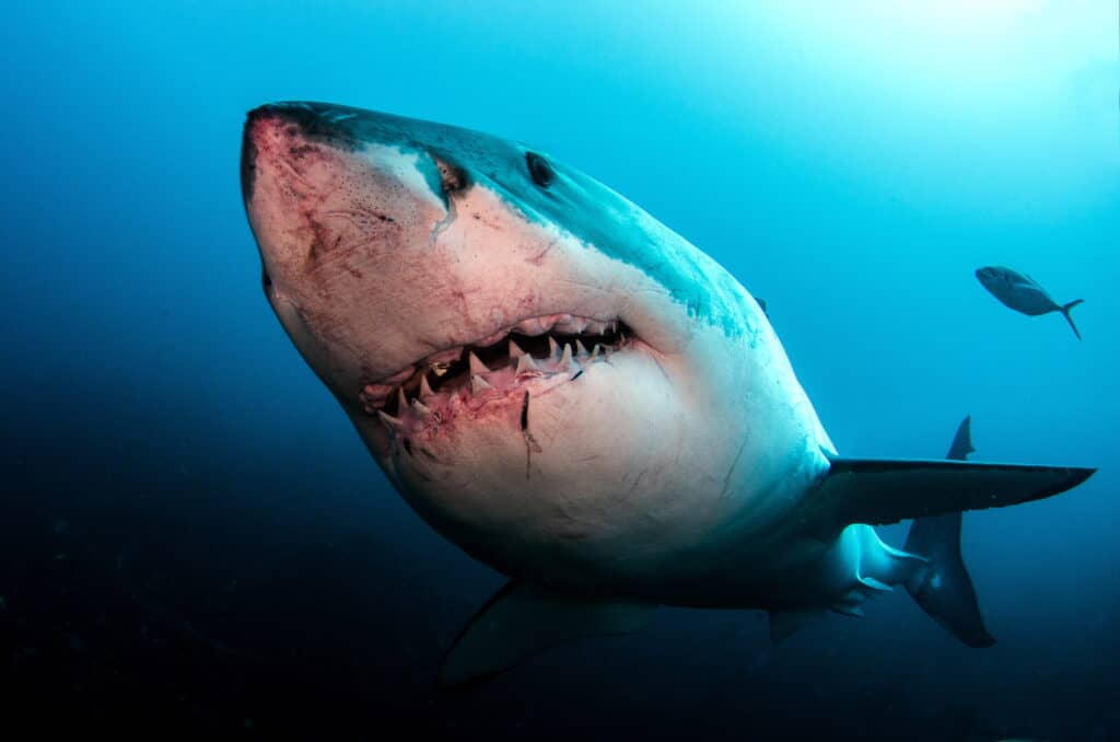 Great White Shark