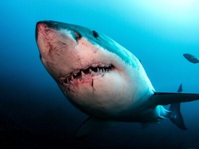 A Shark Week 2024: Dates, Schedule & Everything You Need to Know