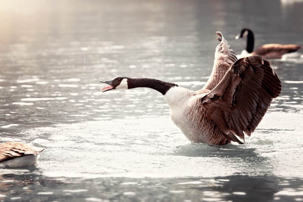 Frame Right, movement toward frame left; A Canada goose on water with its wings splayed out and its mouth opened. The goose is mostly grey with a long black neck, black head, and white throat