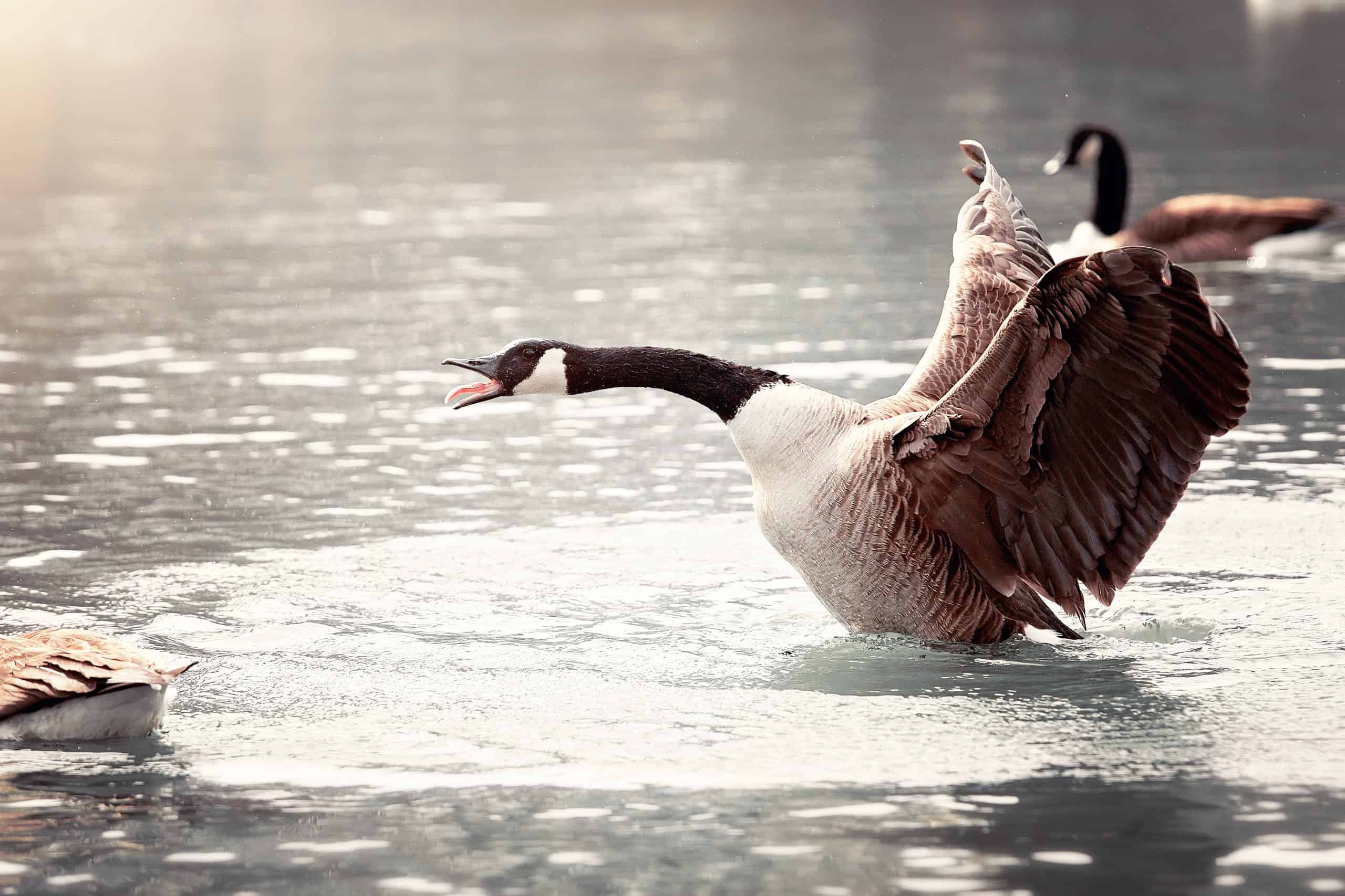 Bald eagle spotted carrying Canada goose at WA's Wanapum Dam