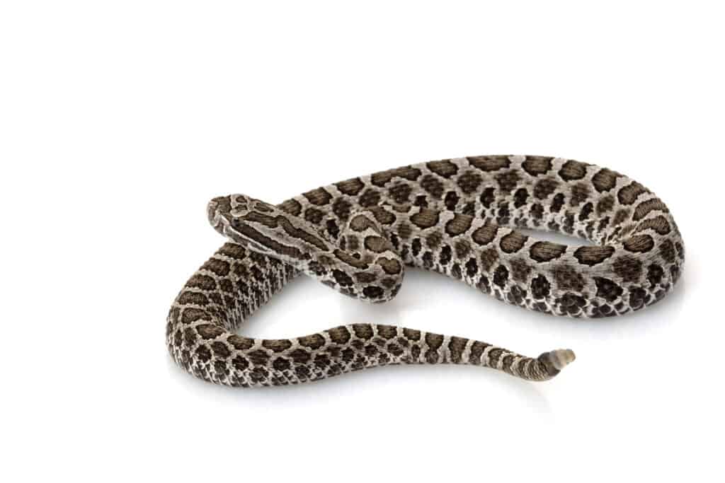 A massasauga rattlesnake center frame on white isolate. The snake has an ordered pattern  of dark blotches on a silver grey body. The snake is semi-coiled with its tail in the fromt of the frame, its body circling around to  the right. 