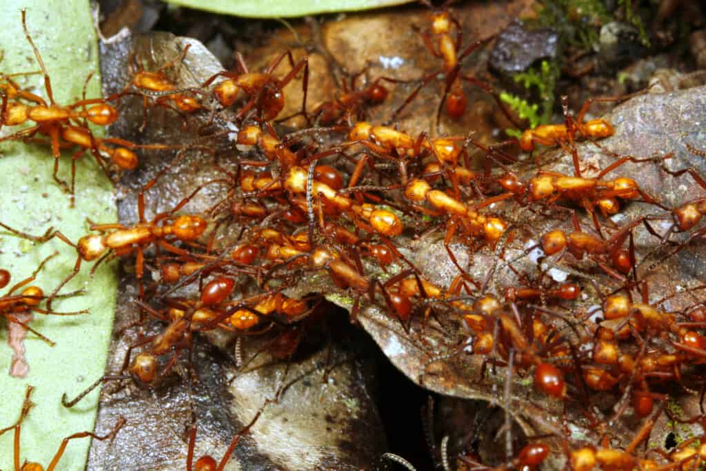 army ants