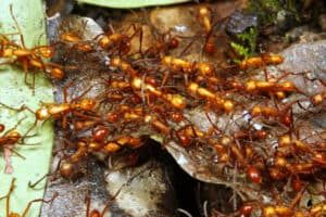 Watch the Unfathomable Power of Army Ants as They Devour Everything in Their Path Picture