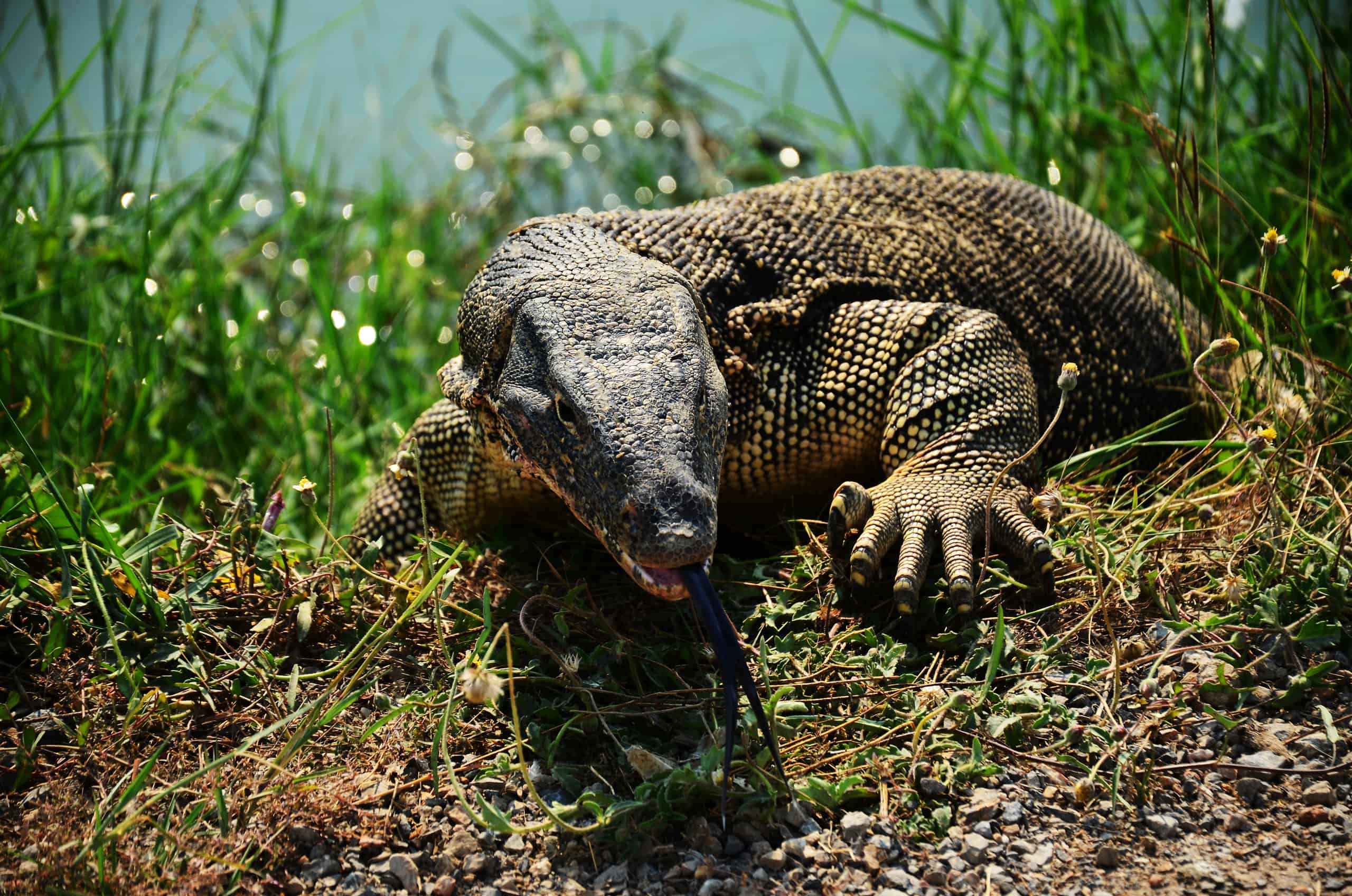Monitor lizard stares forward with its tongue out