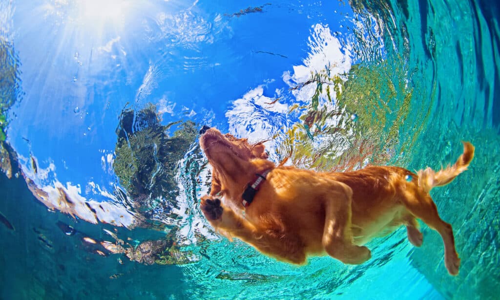 golden labrador retriever