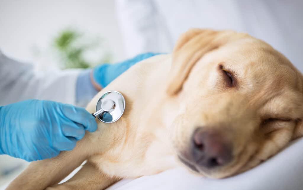 The yellow lab is lying on a white sheet, facing the camera, but its eyes are closed. On the left is a hand in a blue latex glove. The right hand holds a silver metal stethoscope towards the dog's body, near the top of its right front leg.
