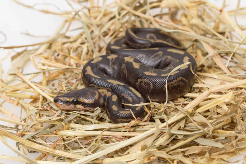 black pastel ball python