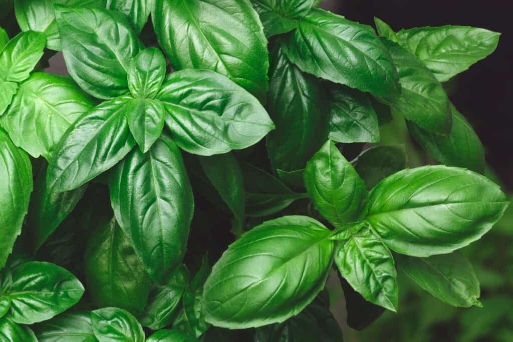 close up of Genovese basil, also known as sweet basil plants consisting of bright green leaves. Genovese basil is ,.