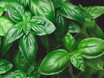 A The Top 13 Companion Plants to Grow Alongside Peppers
