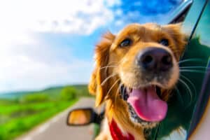 National Golden Retriever Day is February 3: Here Are 7 Fun Ways to Celebrate Picture