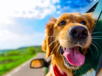 A National Golden Retriever Day is February 3: Here Are 7 Fun Ways to Celebrate