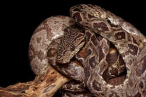 10 Camouflaged Snakes That You’ll Never See Coming! Picture