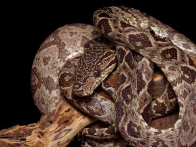 A 10 Camouflaged Snakes That You’ll Never See Coming!