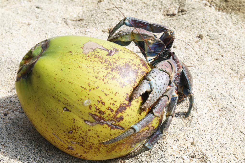 Coconut crab on sand and latched onto a coconut