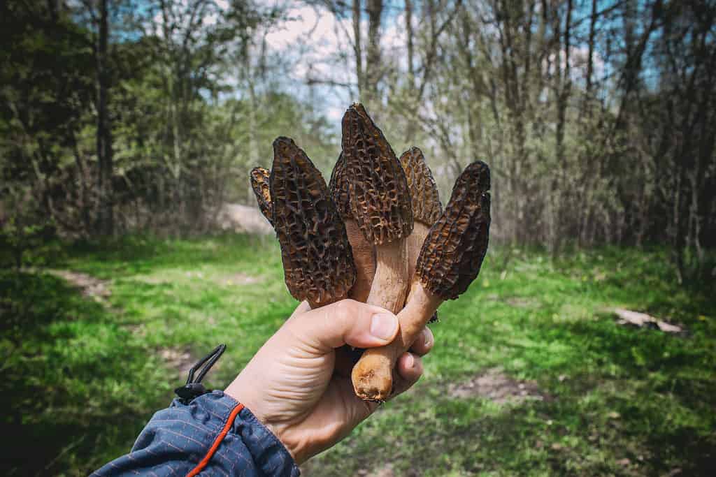 Harvested morel mushrooms in a forager's hand